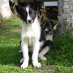 Chalet Huskylodge