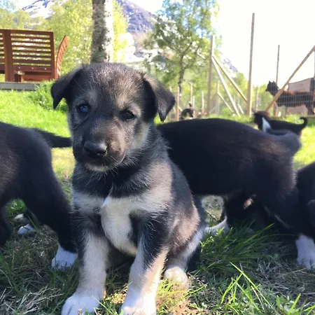 Huskylodge